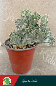 Xương rồng mũ đục trắng (Euphorbia Lactea White Ghost) Cây Cảnh Sống Trong Nhà Cây Xương Rồng Kích Thước Nhỏ Cây Cảnh Dễ Chăm Sóc - Lazada