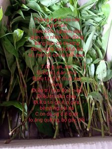 1Kg Cây Nghể Răm - Đ.iều T.rị Sá.n C.hó - Dược Liệu Quý -Hữu Cơ