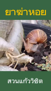 เหยื่อกำจัดหอย เดทมีล-5 (เห็นผลไว/ใช้ง่าย) กำจัดหอยระบาดในนาข้าว และสวนผัก ผลไม้