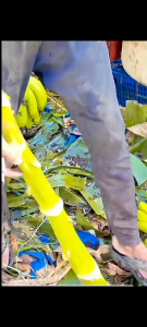 ALAT SISIR TANDAN PISANG DARI SUSRUK PISANG BAJA ASLI