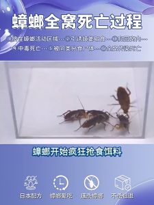 🔥New Japanese Formula🔥Cockroach Killing Gel Bait Cockroaches Love To Eat More Infectious Death Valid For 10 Years Needle Design Eliminate Cockroaches Without Dead Ends No Harm To Pets Cockroach Medicine Cockroach Killing Bait