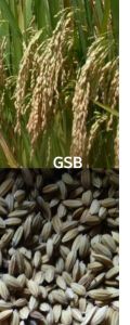 benih padi beras putih unggul pilihan padi ladang 1 kg