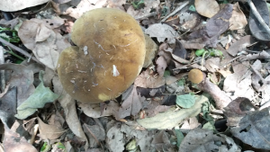 เชื้้อเห็ดตับเต่า ซื้อ 1 ขวด แถม 1 ขวดฟรี ขนาด 500 มล.เชื้อเห็ดเข้มข้น