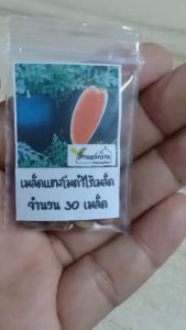 30 เมล็ด แตงโมดำไร้เมล็ด Black Seedless Watermelon เมล็ดแตงโมดำ เมล็ดแตงโม เมล็ดพันธุ์แตงโมดำ แตงโมดำ แตงโมเปลือกดำ แตงโม