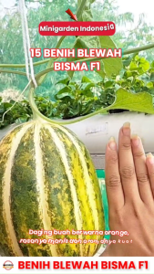 15  Benih Blewah BISMA F1 bibit tanaman buah