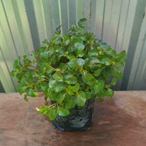 ต้นผักเป็ด สีแดง ในถุง 5.5นิ้ว ผักเป็ด ผักเป็ดแดง