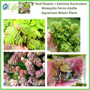 Red Floater / Salvinia / Fairy Moss Mosquito Ferns Azolla (Aquatic Plant / Tumbuhan Akuatik) eLife Wellness
