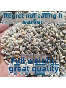 Slow-Releasing Carbohydrates Tibetan Barley Grain