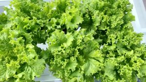 Green Rapid Lettuce Seeds (370pcs) - Easy to Grow Loose Leaf Variety with Mild Flavor