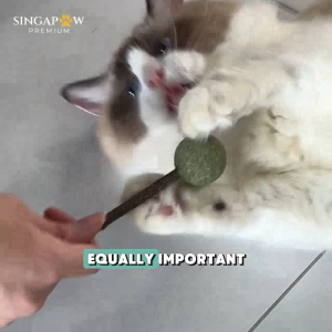 CatWant Dental Treatment Silvervine Stick Safe Natural Cleans Teeth Feline Cat Chew Toy