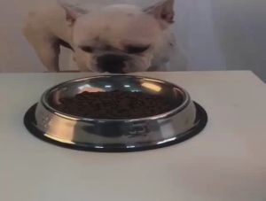 【SHOPLUS】High Quality Stainless Steel Pet Bowl Water Dish Pet Travel Food Feeding Bowl Dog Cat Bowl Stainless Steel Food Dog and Cat Bowl Puppy Pet Bowl Non Slip Food Water Feeding Dish Mangkuk Haiwan Binatang Mangkuk Kucing GP2001