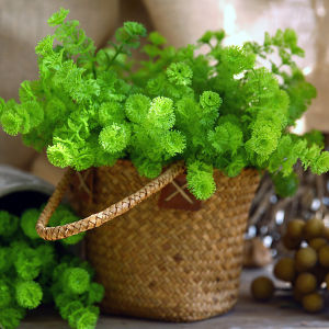 Plant wall decoration props simulate green plants home placement photography simulation six heads of money grass artificial flowers fake flowers