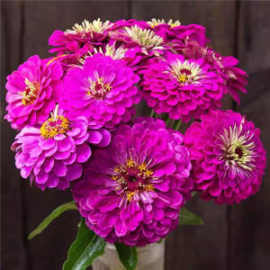 Potted Garden of Bairi Grass Flower Road Outdoor Balcony Flower Planting of Bairi Chrysanthemum