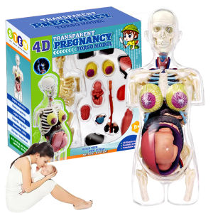 4D Transparent Pregnancy Torso Anatomy Model Human Body Realistic model Detachable parts Educational Torso with Internal Organs for Students Teachers and Medical Healthcare Professionals STEM Toys Science Kits for Kids