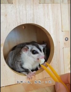 Sugar Glider Goat Milk Bun Small Animal Pet Snacks Treats Hamster Snacks