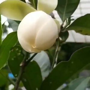 BIBIT BUNGA CEMPAKA TELOR TELUR PUTIH CEMPAKA PUTIH GONDOK MAGNOLIA COCO Aneka Bibit Unggul Nirwana