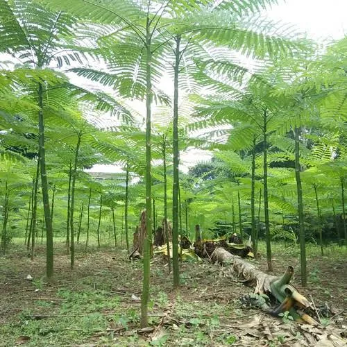 BIJI%20/%20BENIH%20PAKIS%20BRAZIL%20SOLOBIUM%20PARAHIBA%20-%20Image%206