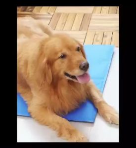 Pet Cool Mat - ที่นอนเจลเย็นสำหรับสัตว์เลี้ยง - แผ่นเจลเย็น - แผ่นระบายความร้อน #P001