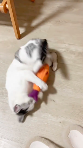 Cat Toys Catnip Seafood Fish Self-Relief Boredom Molar Bite Resistant Cat