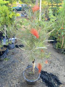 grevillea scarlet moon กระถาง12"