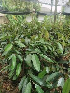 ต้นทุเรียนหมอนทองเสียบยอดแล้วพร้อมลงแปลงปลูกความสูง50-60ชมชุด10ต้นแถม1ต้น