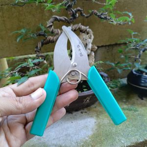 Gunting khusus cangkok stainless