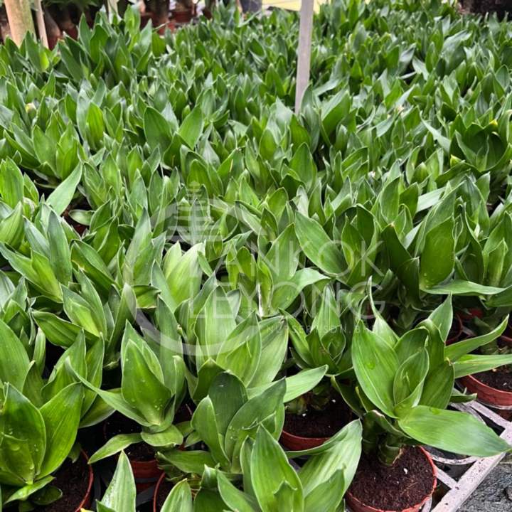 TKL%20-%20Lotus%20Bamboo/Bamboo%20Basket%20FengShui%20Lucky%20Plant%20%E8%A7%82%E9%9F%B3%E7%AB%B9/%E8%8D%B7%E8%8A%B1%E7%AB%B9/%E5%9B%9B%E5%AD%A3%E6%8B%9B%E8%B4%A2%E7%AB%B9%E9%A3%8E%E6%B0%B4%E6%A4%8D%E7%89%A9%20-%20Image%206