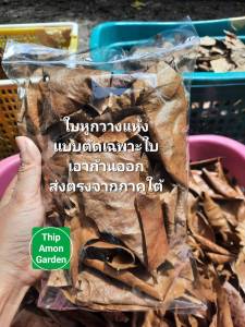 ใบหูกวางแห้ง สำหรับใช้เลี้ยงปลากัด