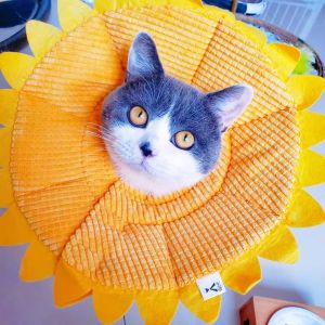 Pet Cat Soft Elizabeth Ring Cartoon Cute Cat Bandana Cat Head Cover Dog Anti-Scratch Anti-Licking Anti-Bite Ring Shame Ring