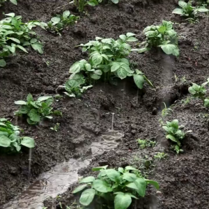 pupuk booster kentang 100ml - meningkatkan kesuburan tanah - meningkatkan kuantitas dan kualitas