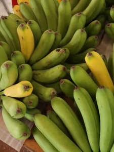 Bibit Pisang Barangan Merah Siap Tanam Extrim