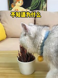 Pet Mall - Renna Cat Scat Mat with Spikes Deterrent Mat Cat Repellent Mats Indoor Outdoor Anti Cat Dog