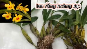 lan rừng hoàng lạp cây thân lá xanh nguyên 1 giề nhiều thân dễ trồng