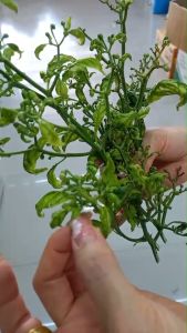 ยาต้านไวรัส สูตรใหม่เข้มข้นสูง แก้ ใบด่าง ใบเหลือง ดาวเรือง ยอดหงิก แต่โคน แตง #ต้น แตกยอด+สวิฟ Free วีแอนต้า ไม่ลามชัวร์💥