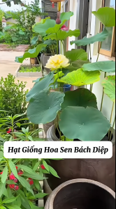 Combo 5 gói hạt giống hoa sen bách diệp các loại/gói 5 hạt-tặng gói kích mầm