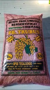 BENIH PADI VARIETAS CIHERANG TERBARU