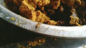 ไขล่อผึ้ง (ครีมล่อผึ้ง) นวตกรรมใหม่ สำหรับการล่อผึ้งโพรง จบในครั้งเดียวไม่ต้องทำซ้ำซาก (55-60กรัม)ทาได้ทุกจุดในกล่อง