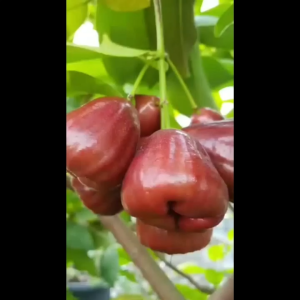 Bibit Jambu Air Mutiara Hitam Hasil Okulasi