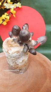 MycoBOX MB TRỤ Kit Đa dạng Các Loại Nấm