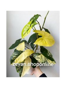 Singonium yellow - Bunga hidup singonium yellow