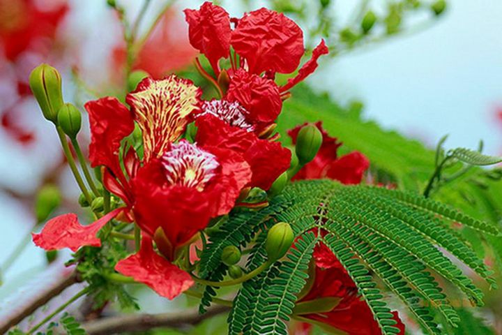 H%E1%BA%A1t%20ph%C6%B0%E1%BB%A3ng%20%C4%91%E1%BB%8F%20(ph%C6%B0%E1%BB%A3ng%20v%C4%A9)%20gi%E1%BB%91ng%20-%20Image%206