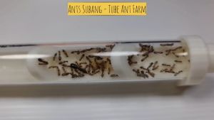 Glass Tube Ant Nest with 3D Printed Interior for Founding Colony