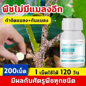 เม็ดใช้ได้ 120 วัน - Hydra ยาเชื้อรา พืช 40g (200 เม็ด) ฆ่าแมลงเท่านั้น ไม่ทำร้ายพืช กำจัดแมลงได้กว้างขวาง เพลี้ยไฟ แมลงหวี่ขาว ยาฆ่าเพลี้ย ยาเพลี้ย ยากำจัดแมลงพืช สารกำจัดแมลง ยาฆ่าเพลี้ยแป้ง ยาฆ่าเพลี้ยอ่อน ยาฆ่าแมลงกินใบ