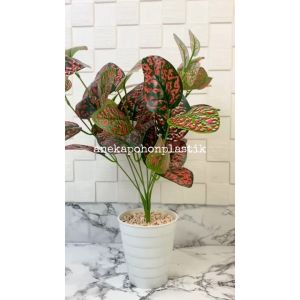 Tanaman Hias Aglonema Ruby X9 Pot Ulir Cemara Dekorasi Ruang Tamu