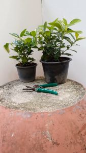 ต้นพุดซ้อน ต้นใหญ่กระถาง 8นิ้ว ดอกมีกลิ่นหอม