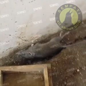 Racun Tikus PEMBASMI TIKUS AMPUH SEPERTI MAOWANG BERAS DAN CAIR UMPAN SIAP PAKAI AMPUH MURAH SH B21