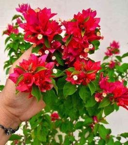 Tanaman Hias Bougenville ori Ekor musang merah-Hiasan taman bunga bugenville