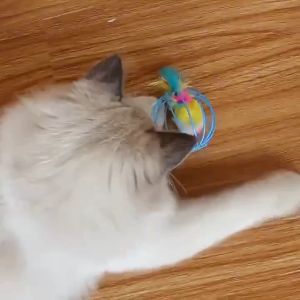 Cat Toy,Bright Colors Funny and Practical Cute Plush High Quality Durable Strong Steel and Bite-Resistant Mice with Colorful Tail for Pet Kitten Interactive Supplies Play-Catch Mouse Rolling Balls Cage