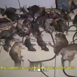 Băng Phiến SHANGMING Xua Đuổi Chuột - Gói 10 viên - Hiệu Quả Ngay Lập Tức