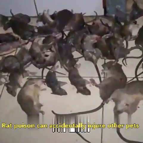 Băng Phiến SHANGMING Xua Đuổi Chuột - Gói 10 viên - Hiệu Quả Ngay Lập Tức
